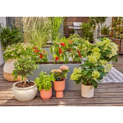 GARDENA Micro-Drip-System - zestaw podstawowy do roślin tarasowych, 13400-20