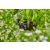 GARDENA Micro-Drip-System - kroplownik rzędowy 2 l/h 10 szt., 13317-20